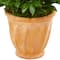 4.5ft. Bay Leaf Topiary Tree in Terra Cotta Planter